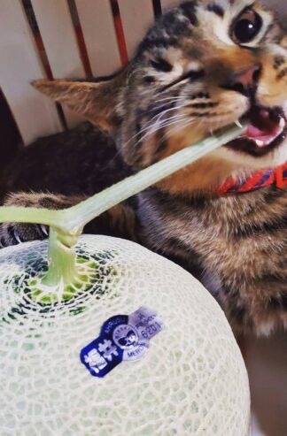 大ちゃんセット１